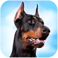 杜宾狗模拟器 1.0.3 安卓版