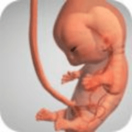 怀孕宝宝模拟器 1.11.2 安卓版